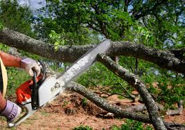 Professional  Tree Services in Manitowoc, WI